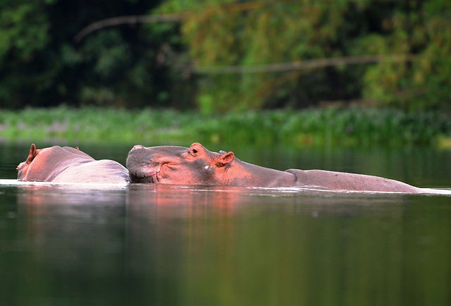 Bini Hippo
